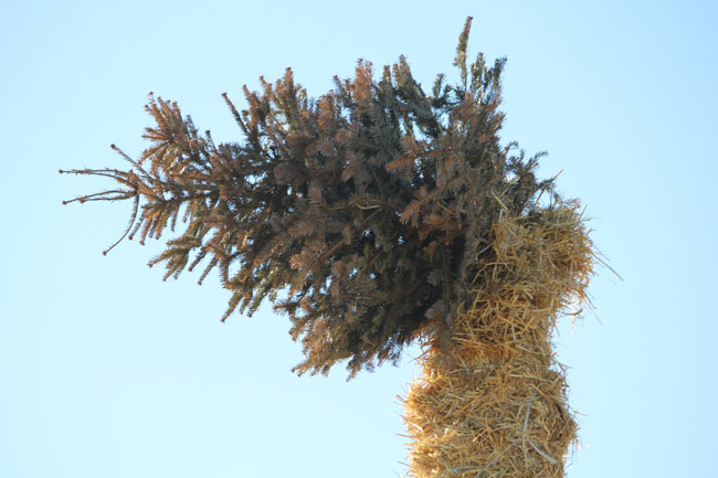 Buergbrennen 2021 - Photo 43